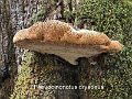 Pseudoinonotus dryadeus-amf1560-1